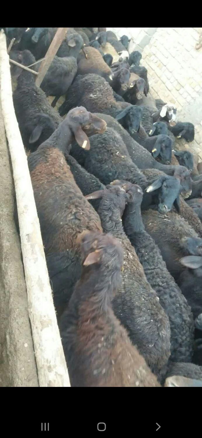 خرید وفروش گوسفند افشاری میش وبره ماده وبره نر|حیوانات مزرعه|بروجرد, |دیوار