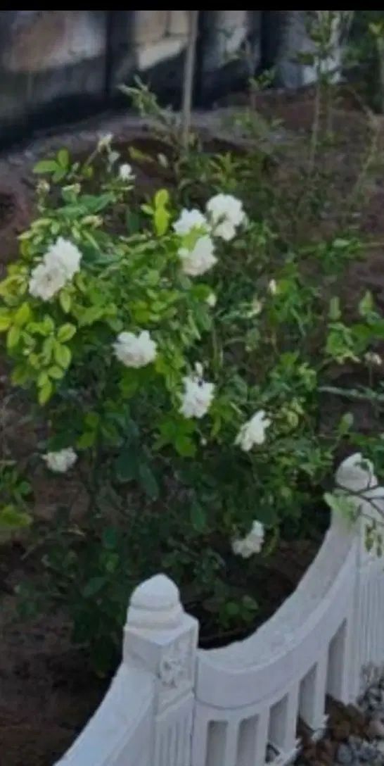 ۲۵۰متر باغچه سند دار باقیمت باورنکردنی|فروش زمین و ملک کلنگی|رباط‌کریم, حصار مهتر|دیوار