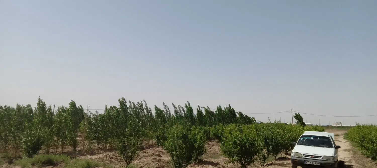 باغ مثمر دارای حق آب|فروش زمین و ملک کلنگی|تهران, خلیج فارس|دیوار