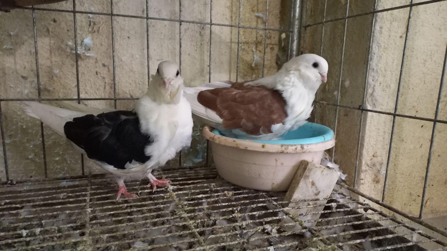 کبوتر زینتی چاینیز|پرنده|تهران, اکباتان|دیوار