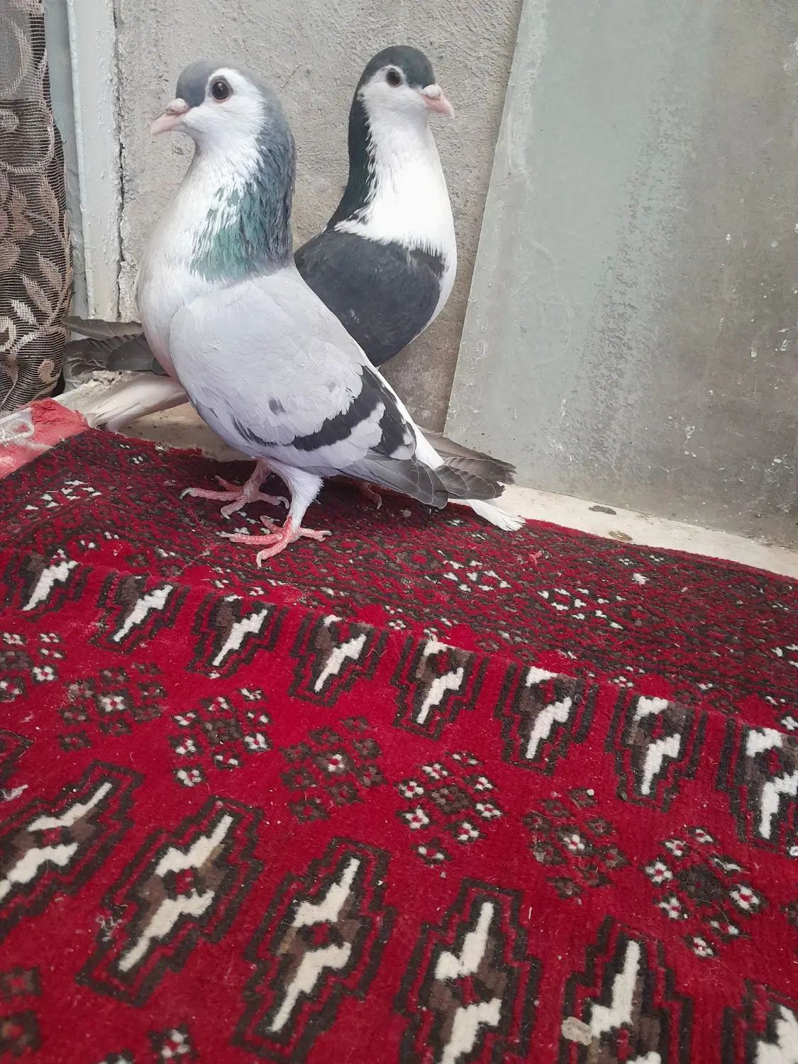 کفترقره هفرنگ ساده سبزشامی پولکی دم سفیدهم نرهوایی|پرنده|مشهد, طبرسی شمالی|دیوار