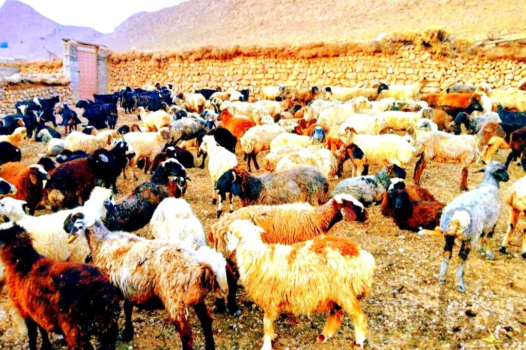گوسفند نرینه ششماه میش قوچ شیشک کاور بزغاله و.خونی|حیوانات مزرعه|مشهد, توس (بلوار توس)|دیوار