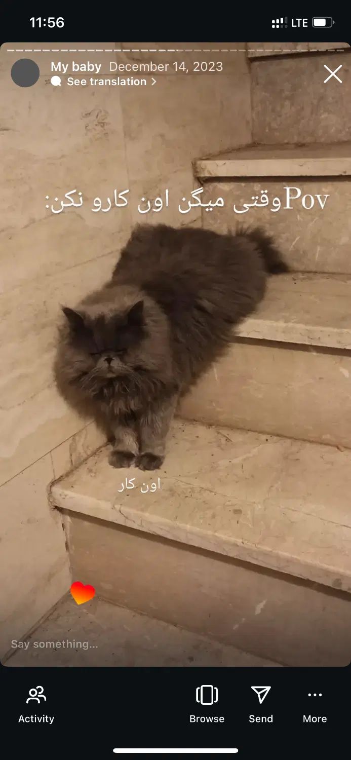 گربه پرشین گم شده|گربه|مشهد, حیدرآباد|دیوار