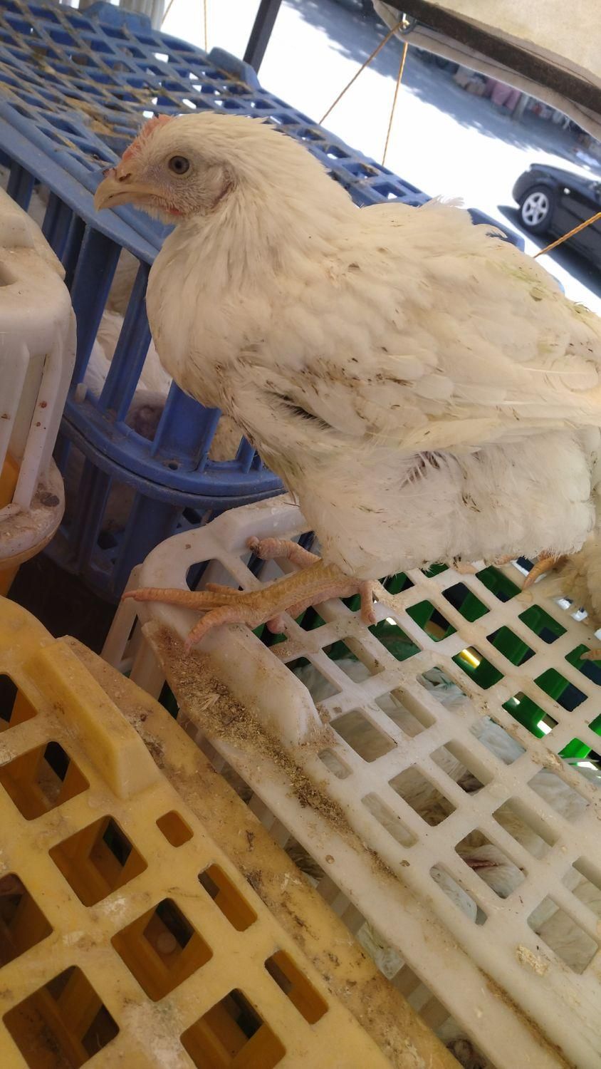 مرغ گوشتی|حیوانات مزرعه|نقده, |دیوار