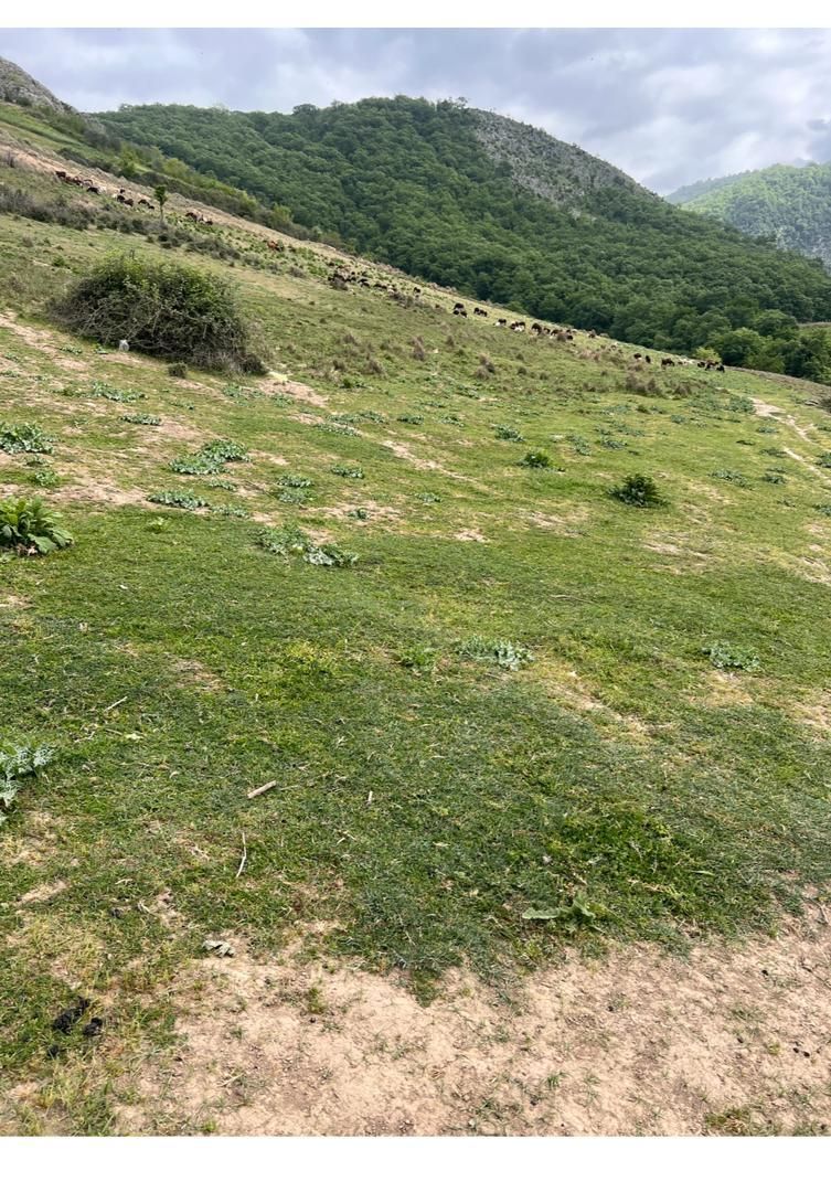 زمین باغی سنددار کرنگ کفتر|فروش زمین و ملک کلنگی|صادق آباد, |دیوار