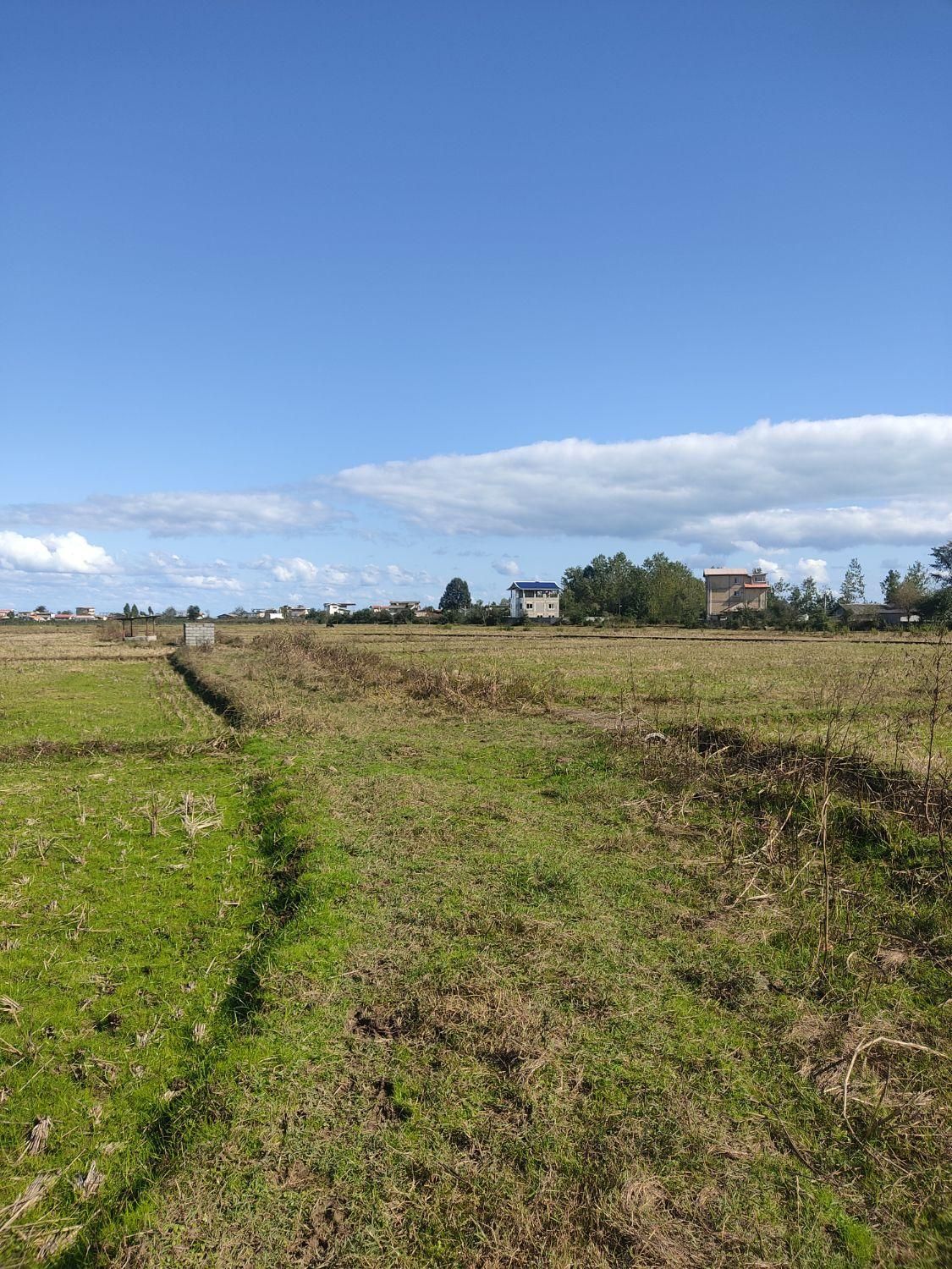 مزرعه ده تاسی هزار متر،مناسب کاشت کیوی|فروش زمین و ملک کلنگی|تالش, طولارود|دیوار