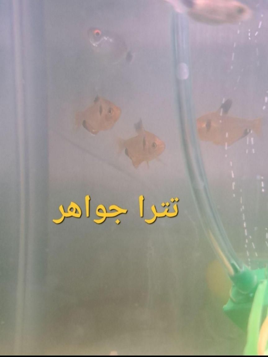 اکواریوم با ماهی و لوازم|ماهی|تهران, خانی‌آباد نو|دیوار