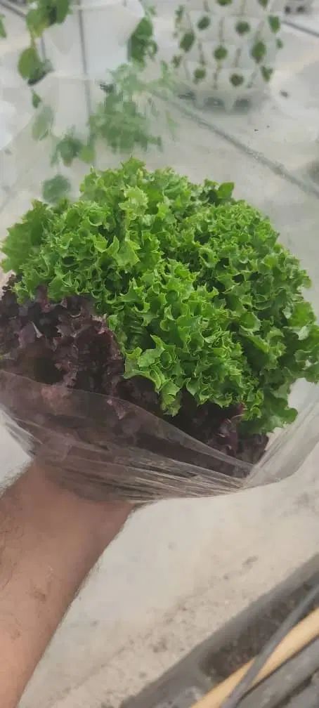 کاهو فرانسوی پخش به صورت عمده|خوردنی و آشامیدنی|اصفهان, عطار نیشابوری|دیوار