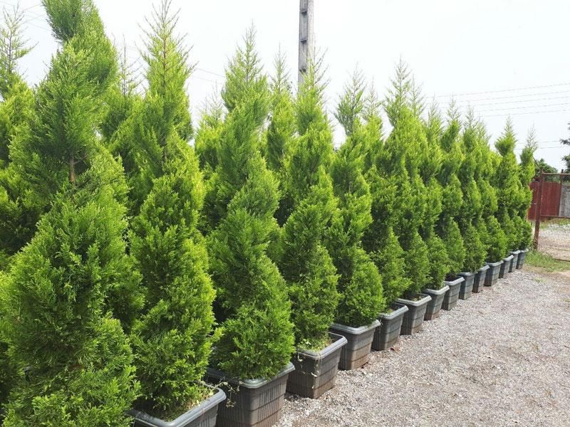 گلستان کاج وگل مهندس رحمانی|خدمات باغبانی و درختکاری|مشهد, امیریه|دیوار