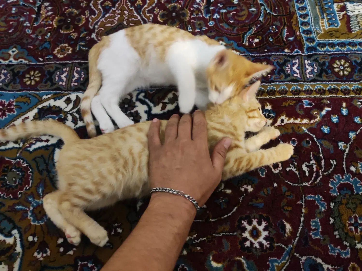 واگذاری دو بچه گربه نارنجی چهار ماهه نر و ماده|گربه|تهران, بلوار کشاورز|دیوار