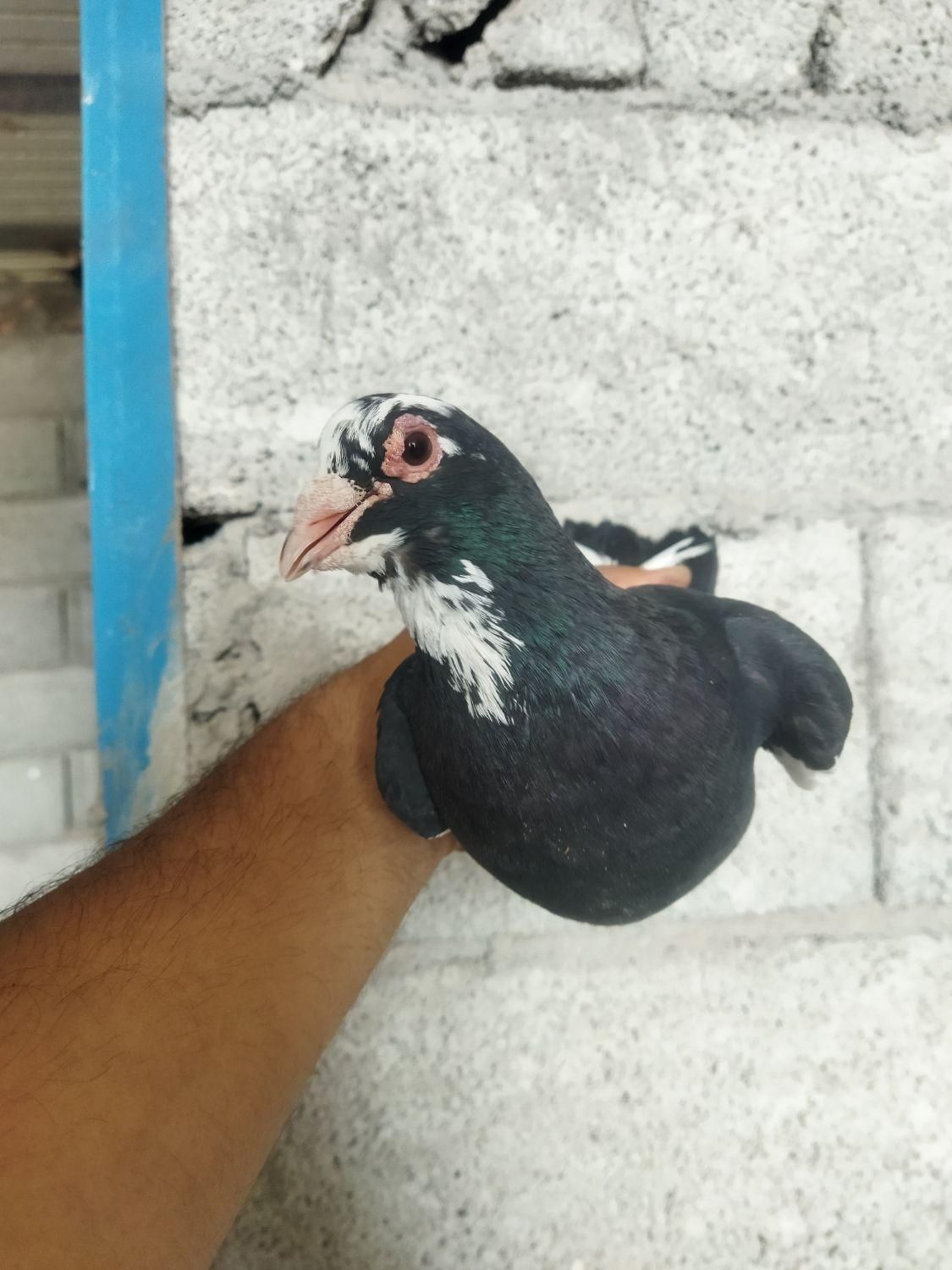 کبوتر سره ای|پرنده|کرمان, |دیوار