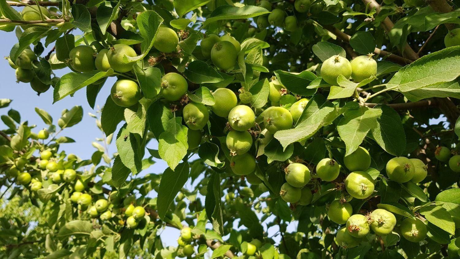 باغ سرسبز در مجموعه باغ تاج محل زیر قیمت کارشناسی|فروش خانه و ویلا|شیراز, ملاصدرا|دیوار