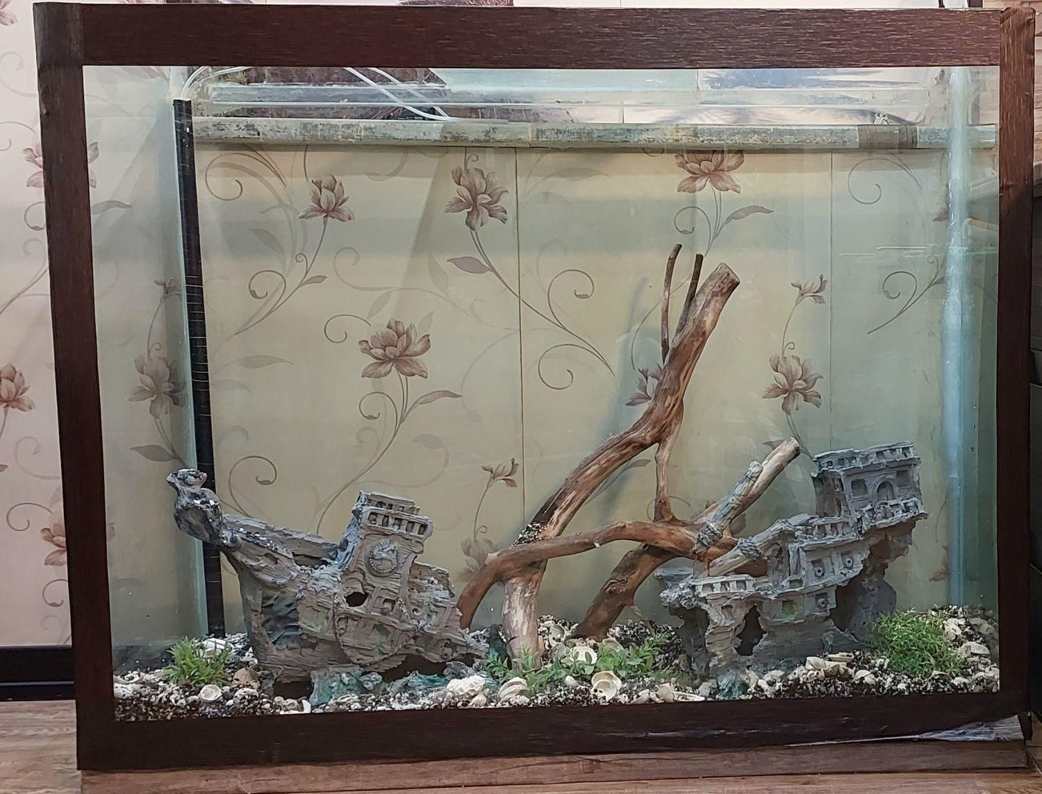 آکواریوم سایز بزرگ|ماهی|اصفهان, کشاورزی|دیوار