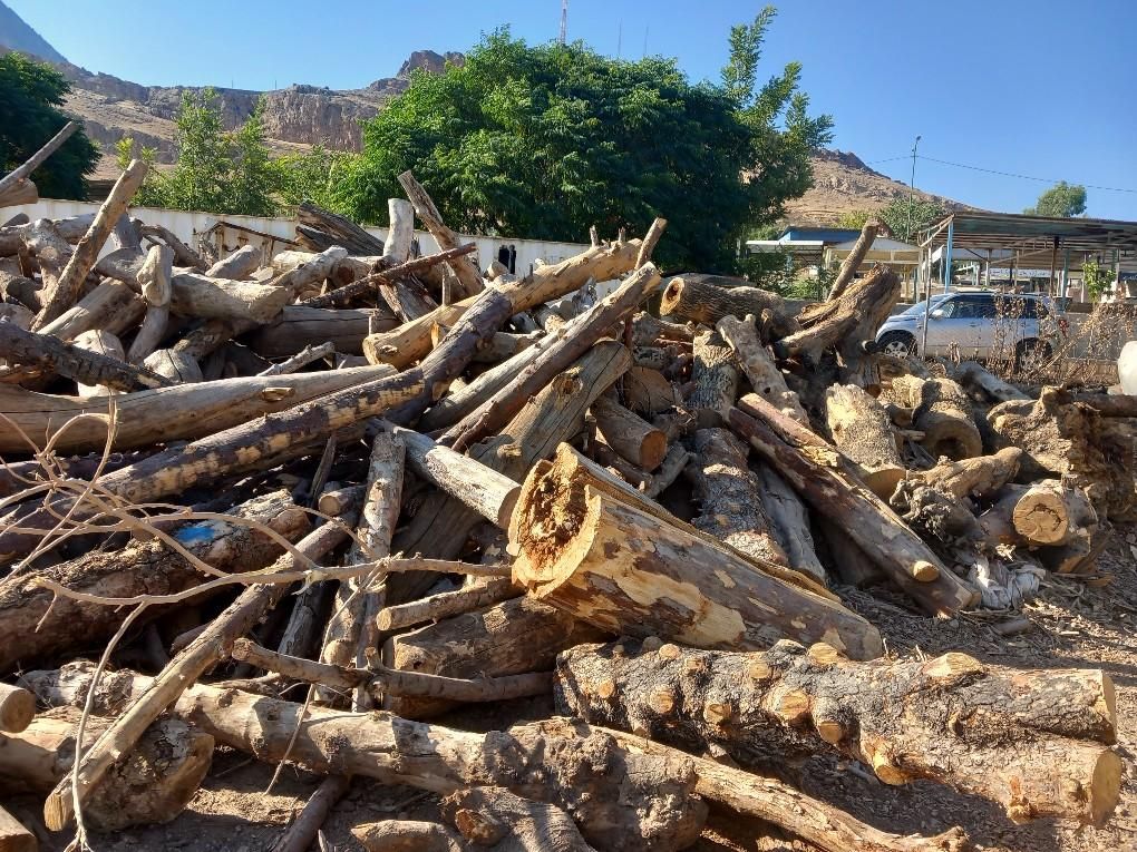 خرید چوب های خشک وتر با بهترین قیمت روز|خدمات باغبانی و درختکاری|دورود, |دیوار