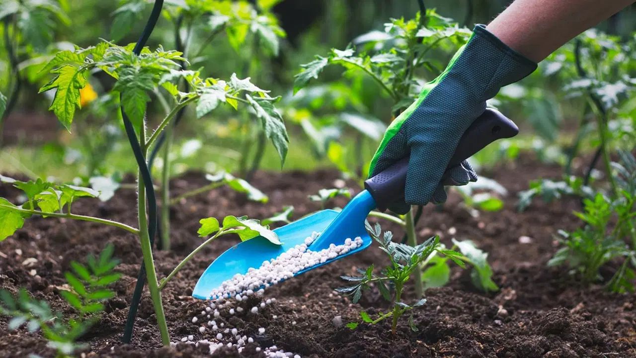 خدمات باغبانی باغچه کاری گلکاری تعویض خاک گلدون|خدمات باغبانی و درختکاری|تهران, چیتگر جنوبی|دیوار
