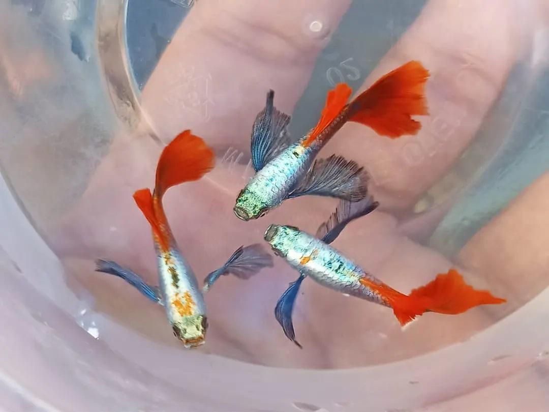 انواع ماهی آکواریومی گوپی وارداتی کمیاب|ماهی|شیراز, جانبازان|دیوار