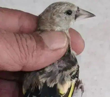 سهره سبیل زده نر گردن کلفت|پرنده|مشهد, هفت تیر (حافظ)|دیوار