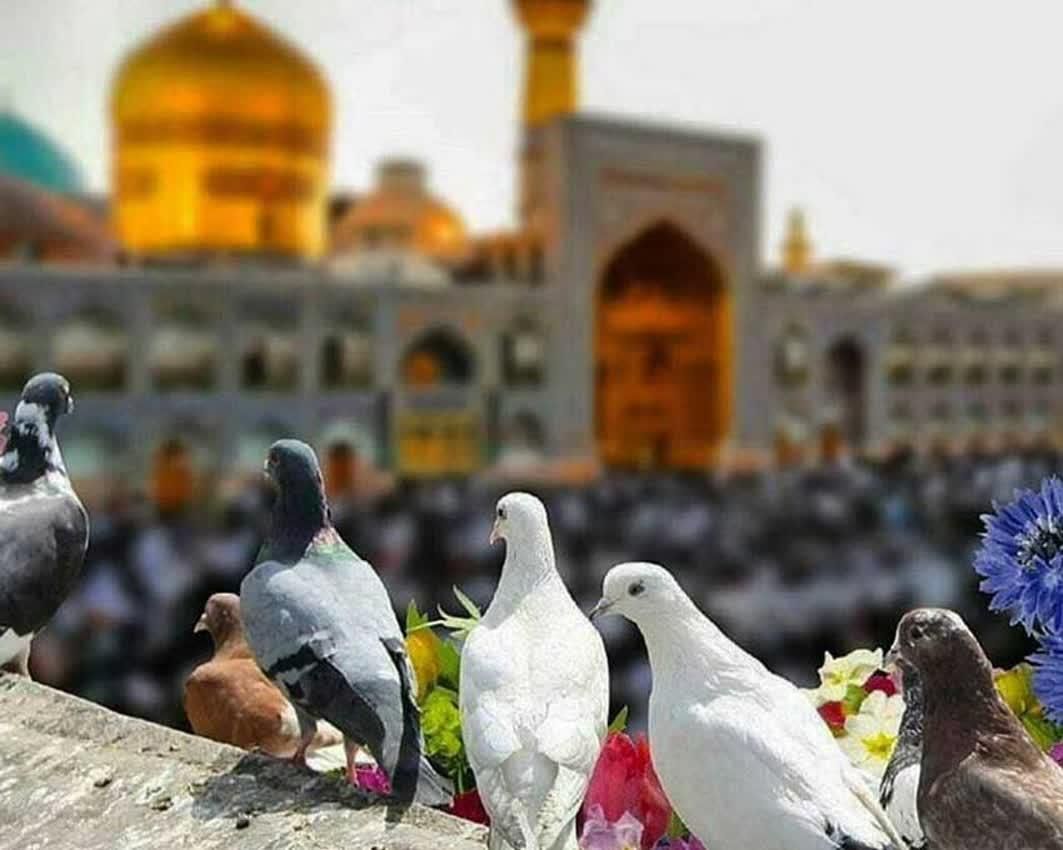 تور مشهد زمینی و هوایی|تور و چارتر|تهران, جوادیه|دیوار