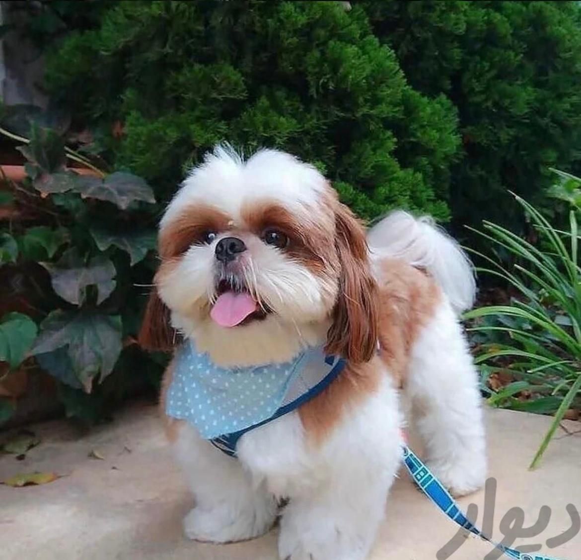 توله سگ های آپارتمانی|سگ|شیراز, اصلاحنژاد|دیوار