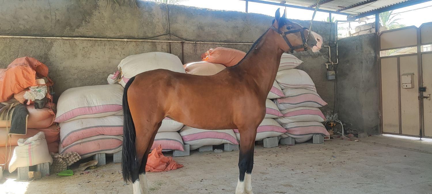 اسب ما‌یون درهشوری|اسب و تجهیزات اسب‌سواری|بوشهر, |دیوار