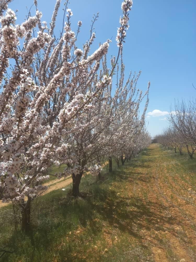 فروش زمین ۱۰۰۰ متری در کودیان ابپرده|فروش زمین و ملک کلنگی|شیراز, کودیان|دیوار
