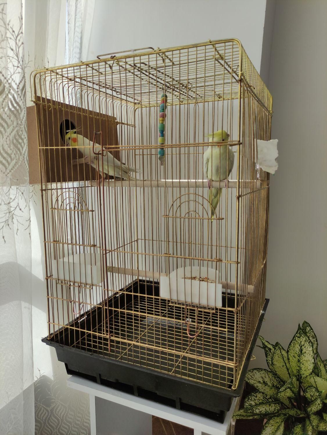 لوتینو نرماده مولد|پرنده|خمینیشهر, |دیوار