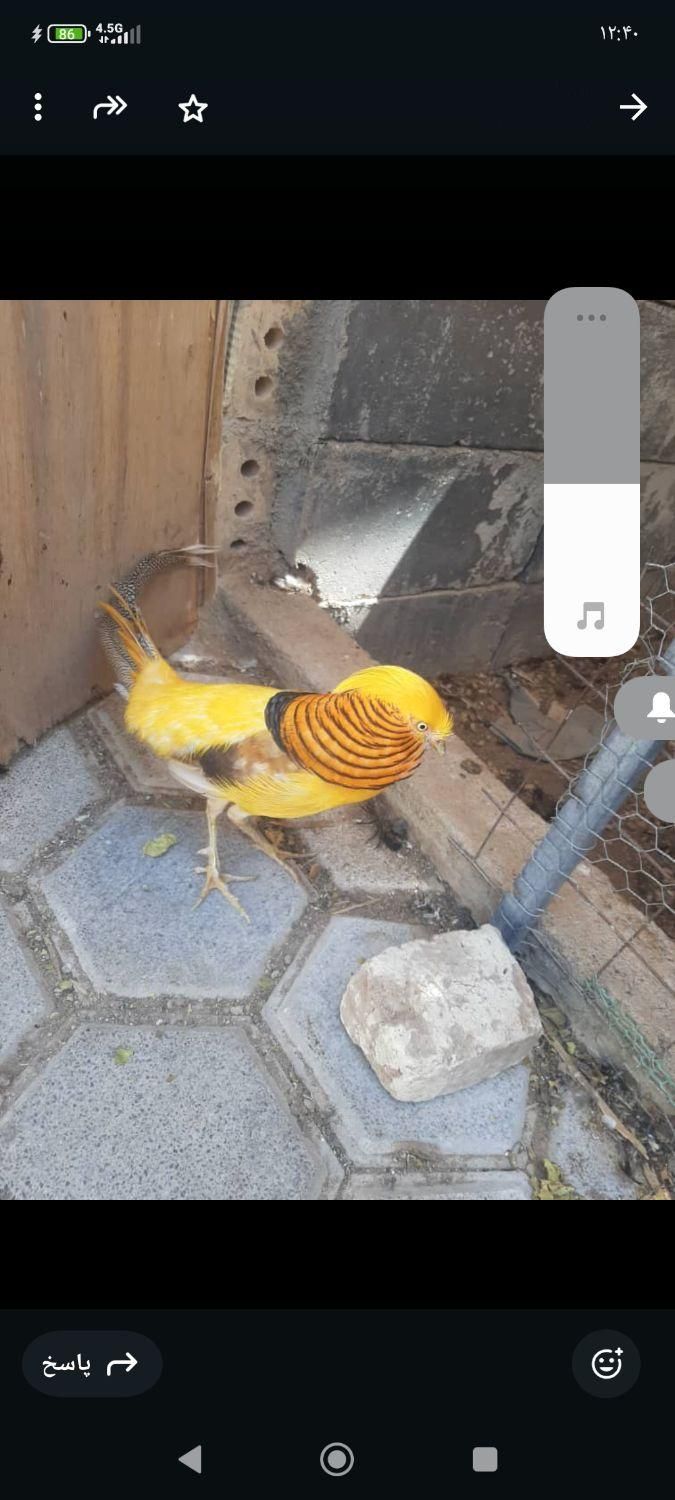 طاووس|پرنده|شیراز, ارم|دیوار