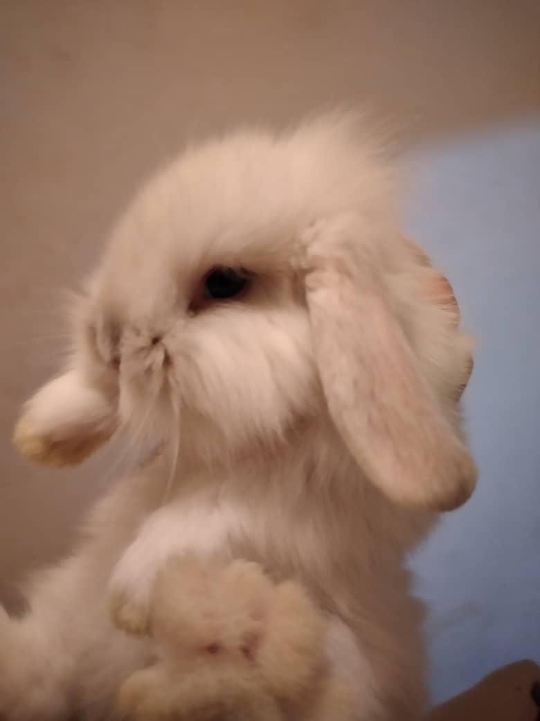 لوپ اوکراینی اصیل خرگوش|موش و خرگوش|میناب, |دیوار