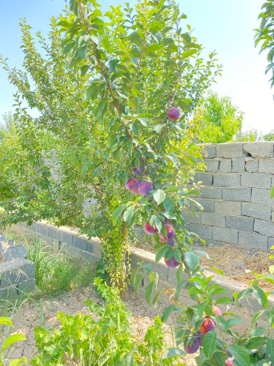 باغچه و باغ 500متر،چهاردیوارقدیمی،وسط باغات|فروش زمین و ملک کلنگی|فردوسیه, |دیوار