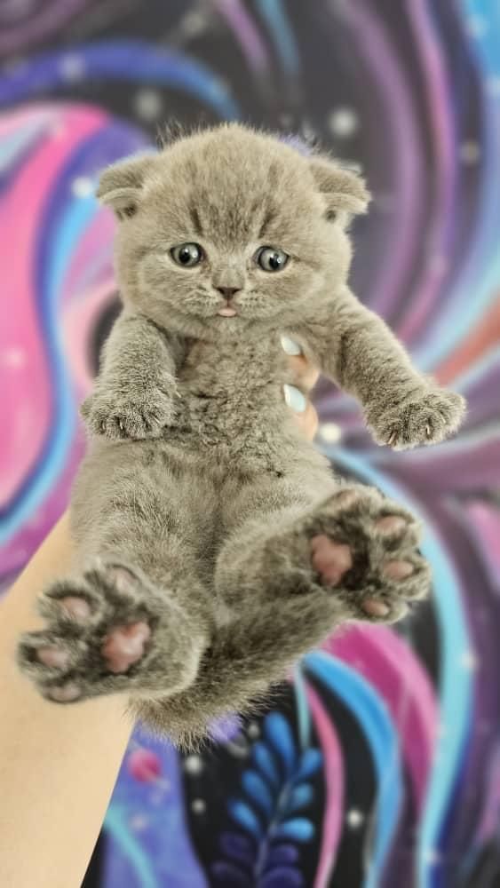 نمایشگاه /گربه /واگذاری/دامپزشکی|گربه|تهران, جنت‌آباد مرکزی|دیوار