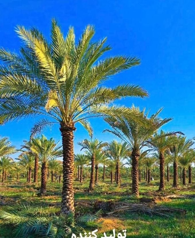 نخل پالم فنیکس درخت نهال بزرگترین ذخیره‌گاه ژنتیکی|خدمات باغبانی و درختکاری|شیراز, قصرالدشت|دیوار