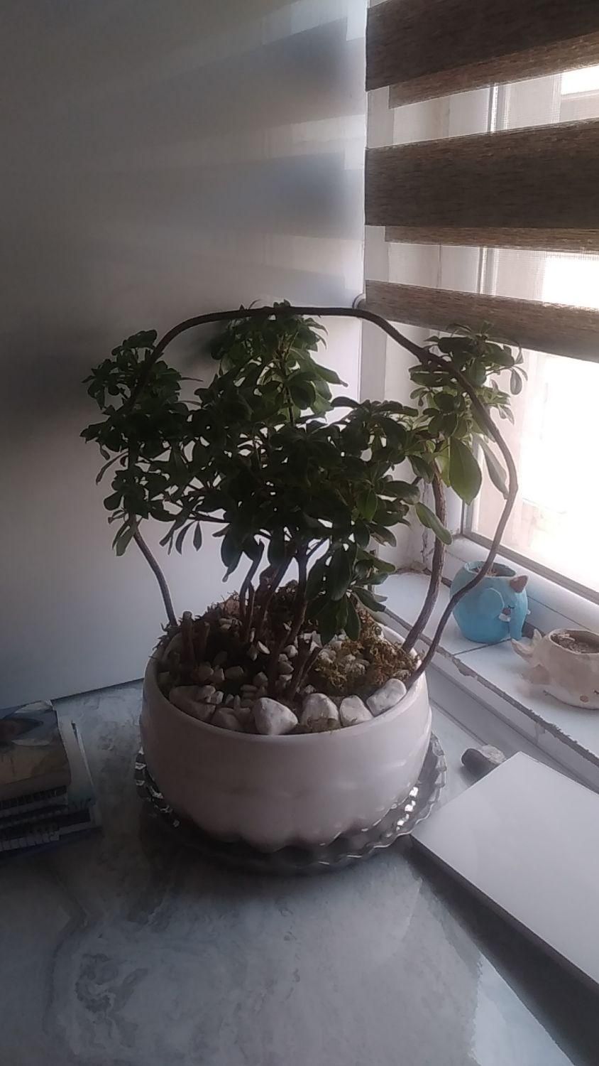 گل بنسای|گل و گیاه طبیعی|تهران, جوادیه تهرانپارس|دیوار
