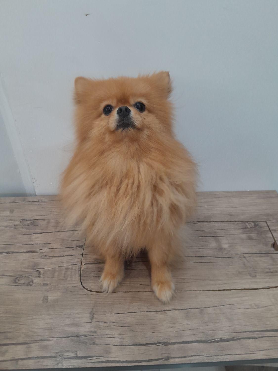 پامر خرسی نر برای جفت زدن و فروشی نیست|سگ|شیراز, پودنک|دیوار