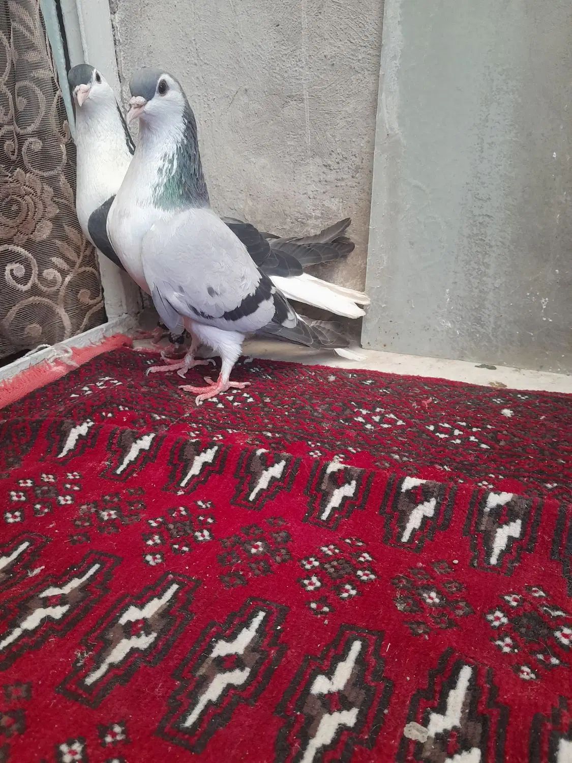 کفترقره هفرنگ ساده سبزشامی پولکی دم سفیدهم نرهوایی|پرنده|مشهد, طبرسی شمالی|دیوار