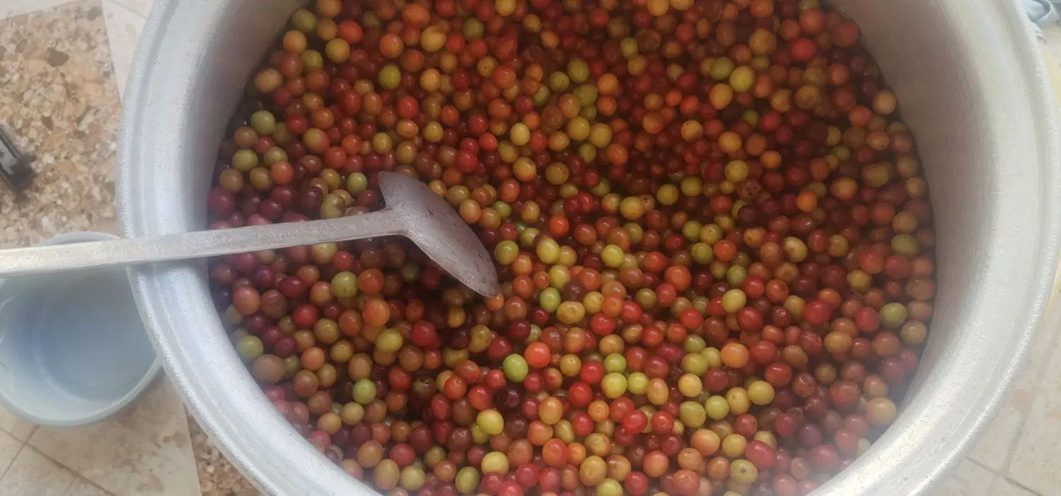 رب آلوچه|خوردنی و آشامیدنی|تهران, زمزم|دیوار
