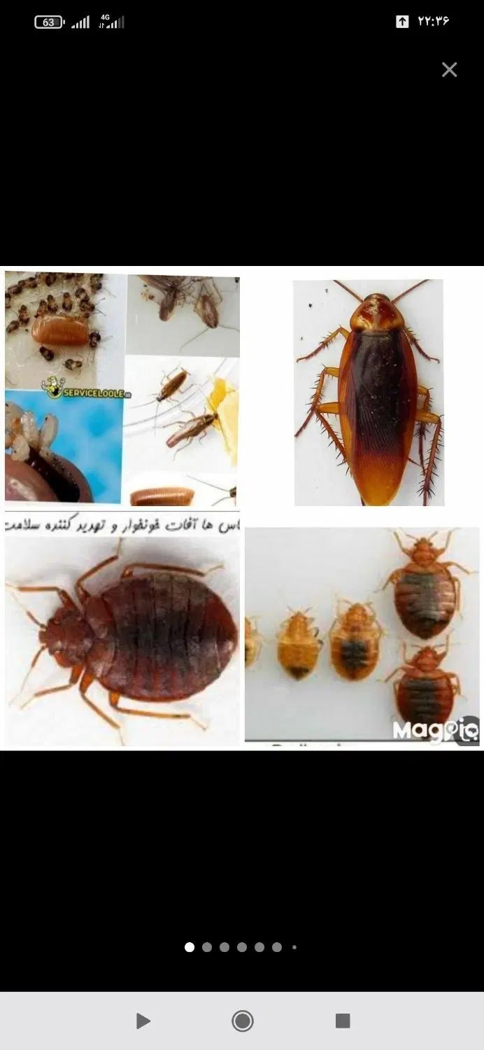 سمپاشی سوسک ساس|خدمات نظافت|تهران, سعادت‌آباد|دیوار