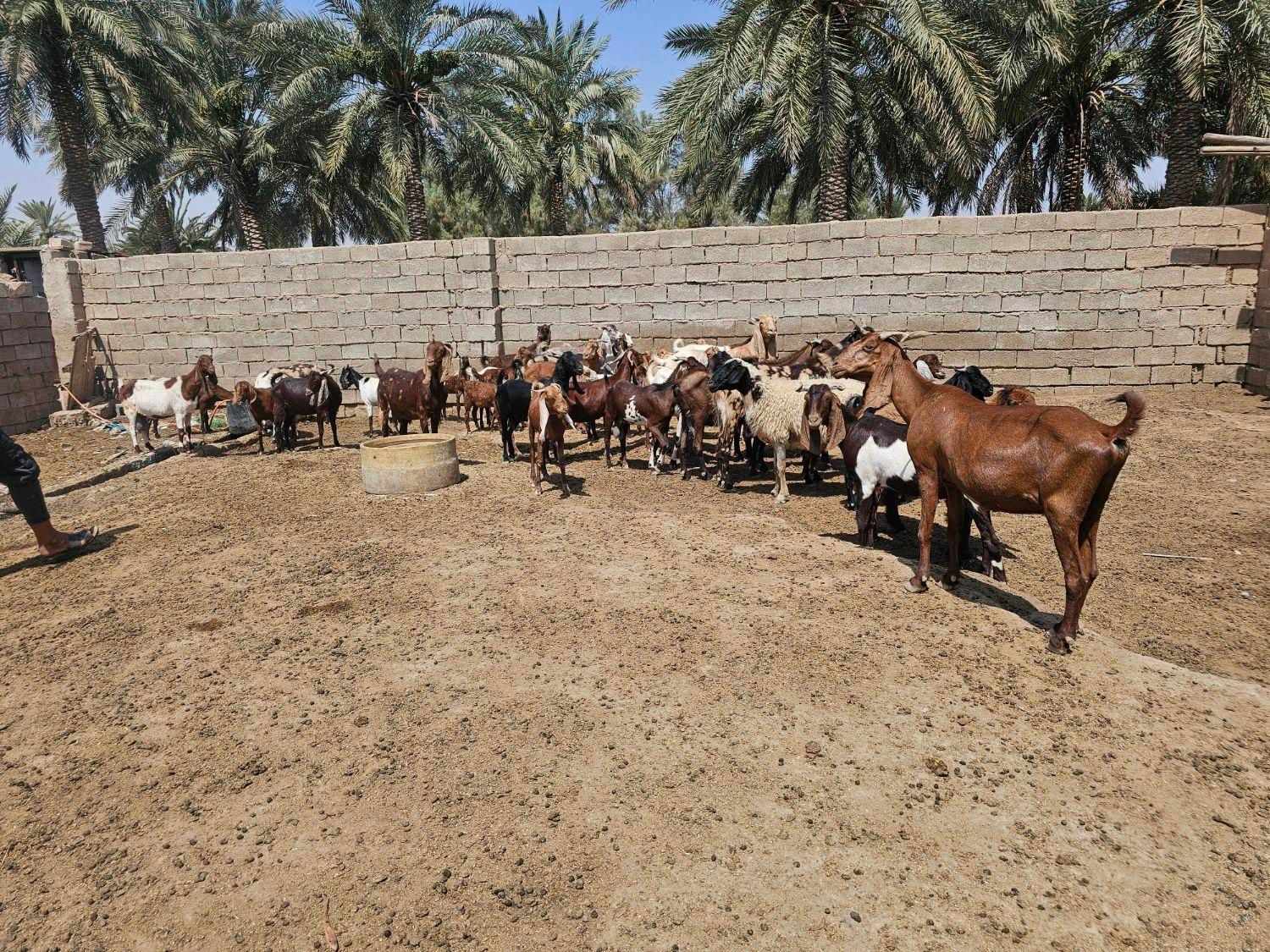 گله بز|حیوانات مزرعه|اهواز, زرگان|دیوار