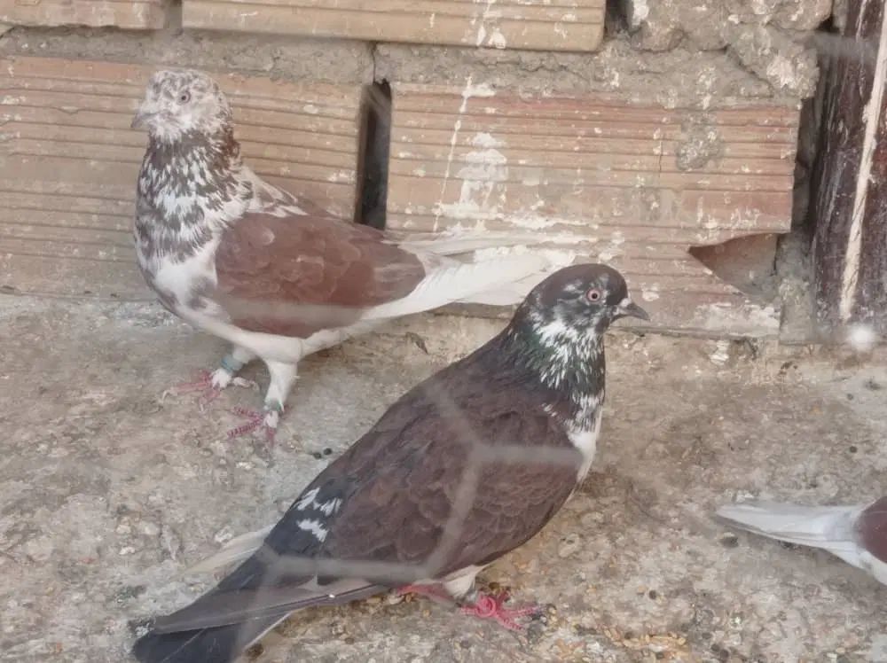 سه جفت نر و ماده عالی کفتر|پرنده|تهران, دولتخواه جنوبی|دیوار