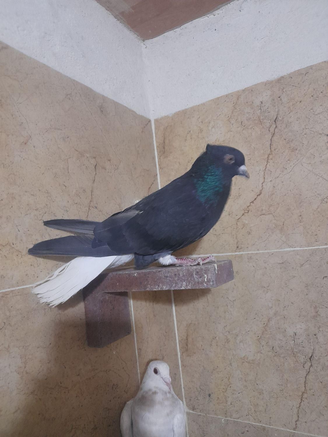 کبوتر اشعل|پرنده|فولادشهر, B2|دیوار