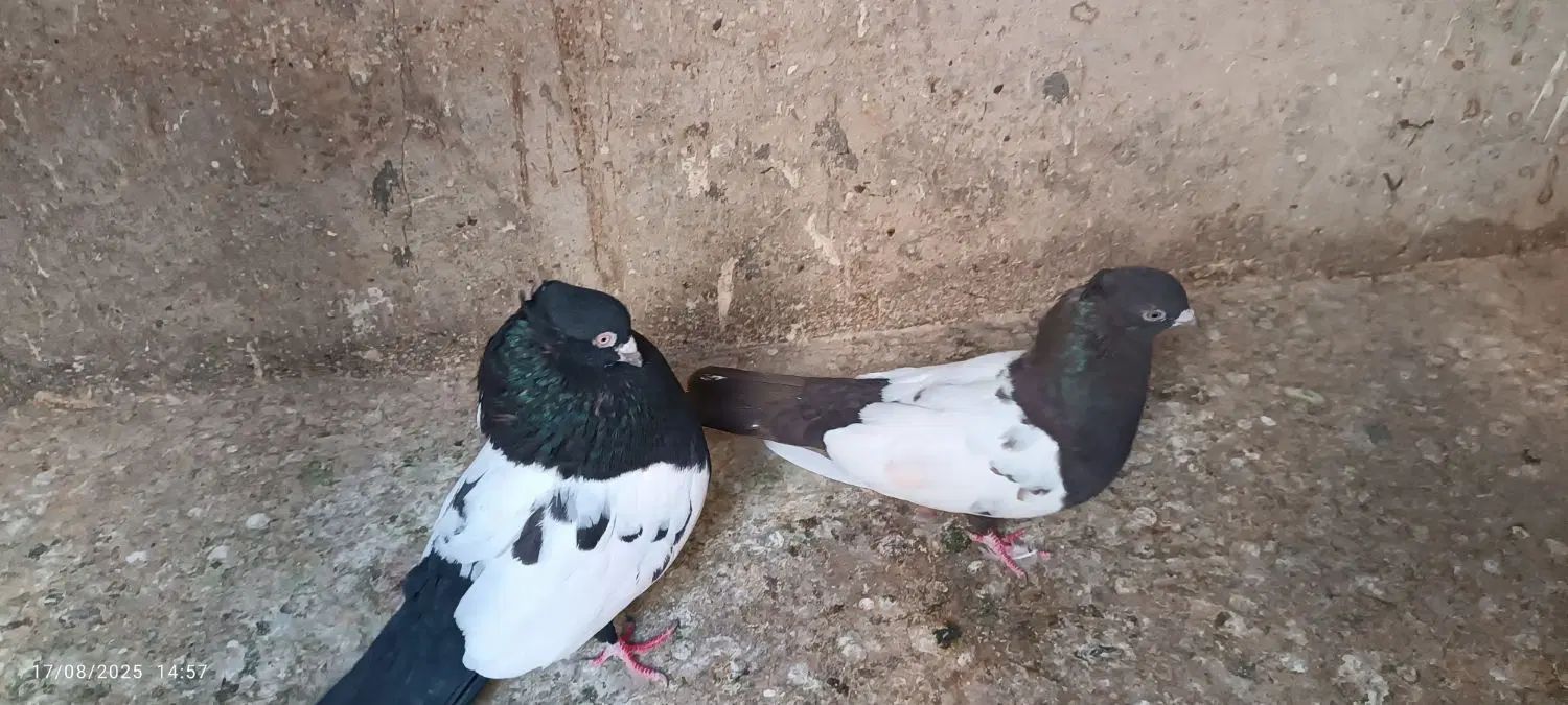 سینه سیاه.کله سیاه ماده.کله زردماده|پرنده|مشهد, طلاب|دیوار