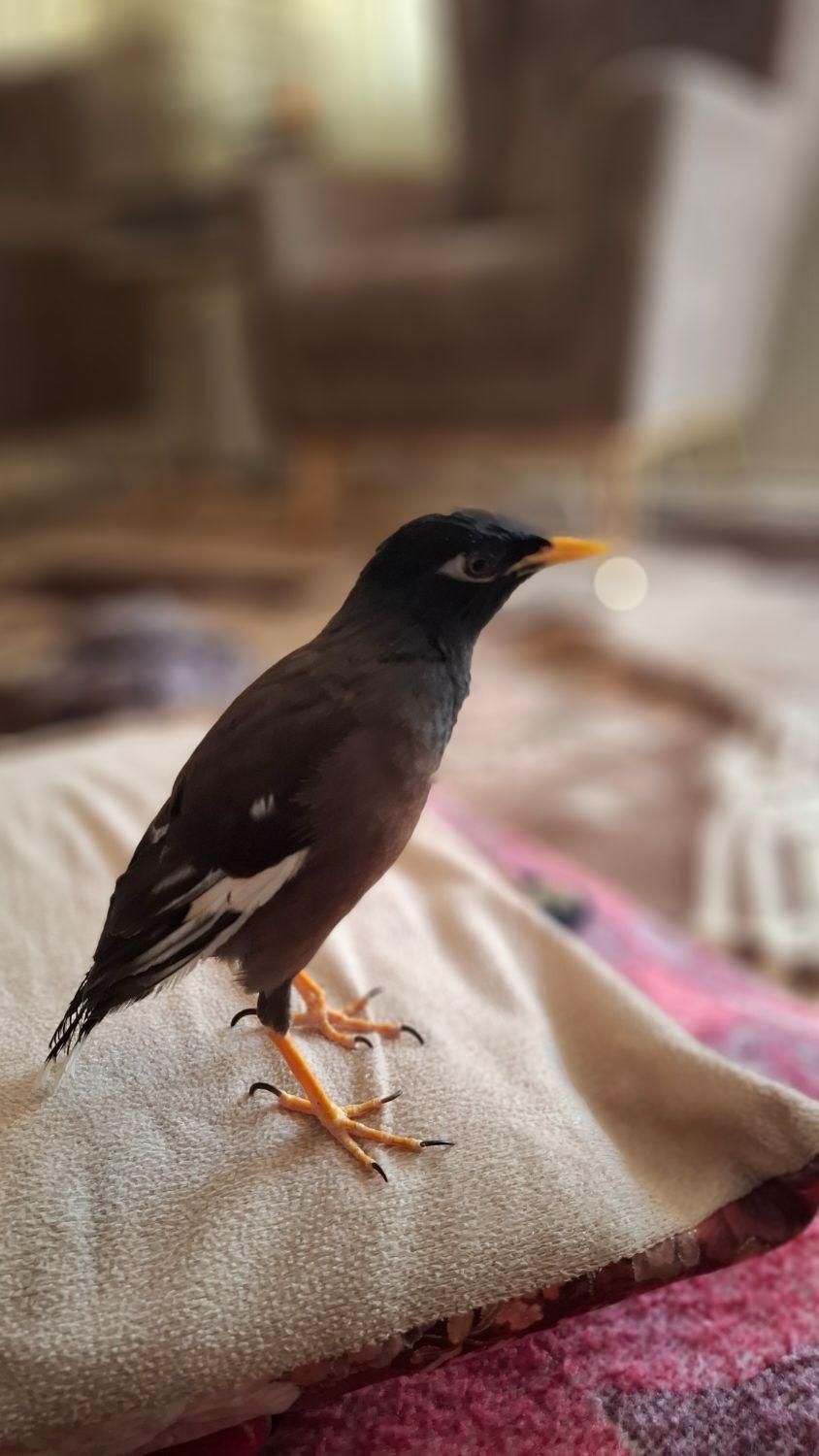 مرغ مینا سخنگو نژاد چشم ستاره ای|پرنده|ایلام, |دیوار