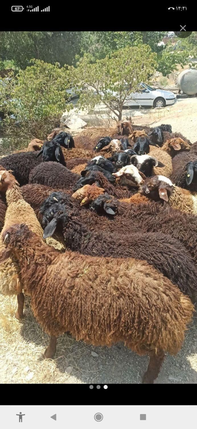 نازلترین قیمت گوسفند مغان کردستانی زنده قصاب مجرب|حیوانات مزرعه|تهران, ستارخان|دیوار