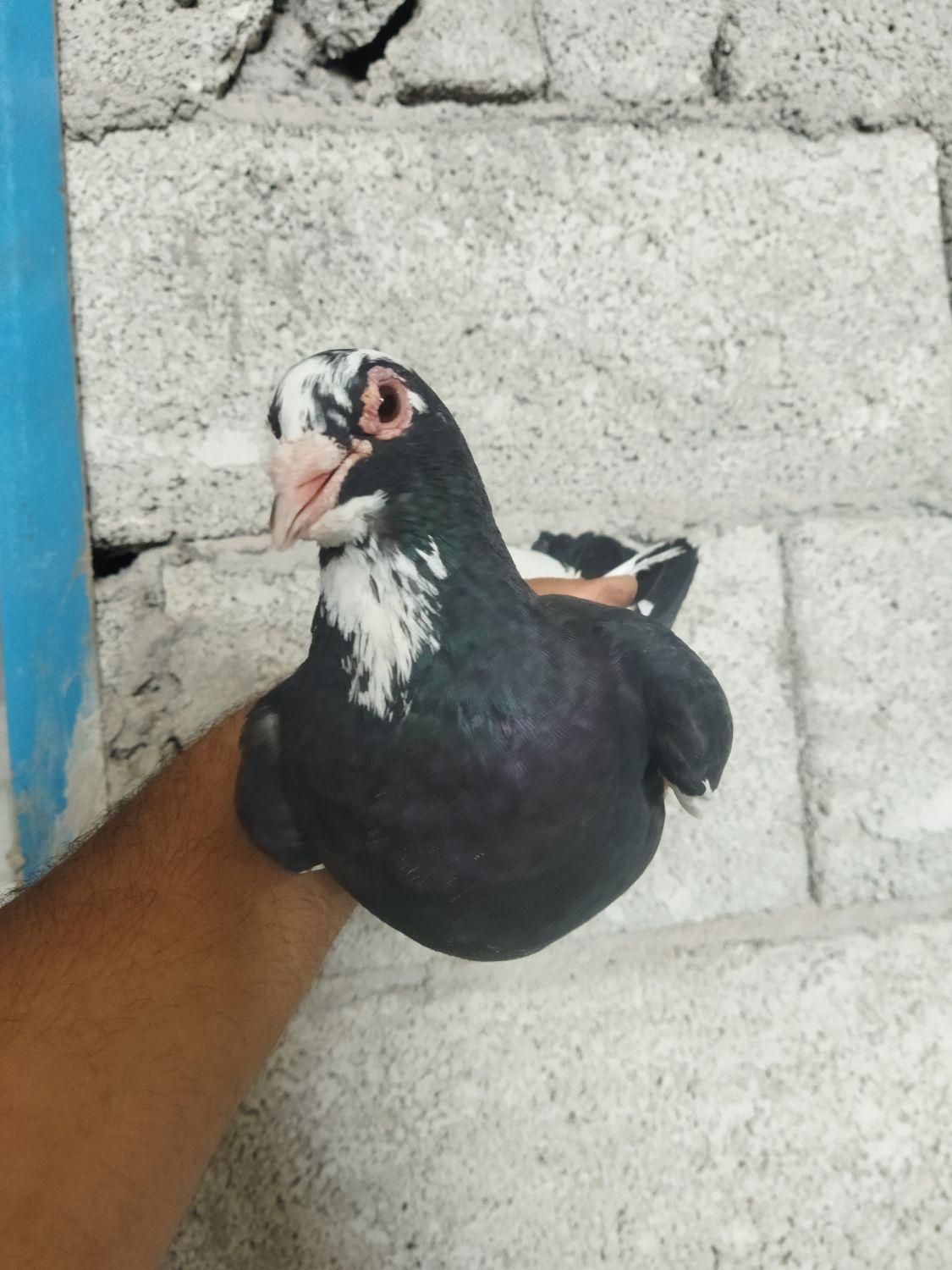 کبوتر سره ای|پرنده|کرمان, |دیوار