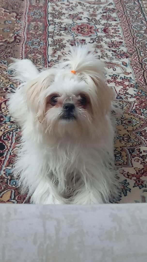 سگ شیتزو|سگ|ارومیه, |دیوار