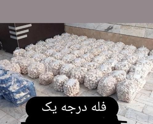 قارچ (از تولید به مصرف)|عمدهفروشی|فردیس, منظریه|دیوار