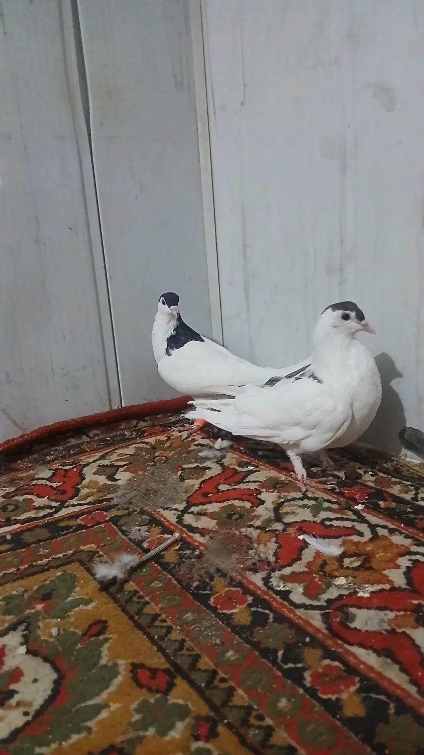 کفتر ساده .جوجه کرباتی . سبز آلمانی . سیاه پاک|پرنده|مشهد, رضاییه|دیوار