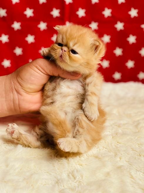 بچه گربه پا کوتاه اپارتمانی|گربه|تهران, جنت‌آباد مرکزی|دیوار