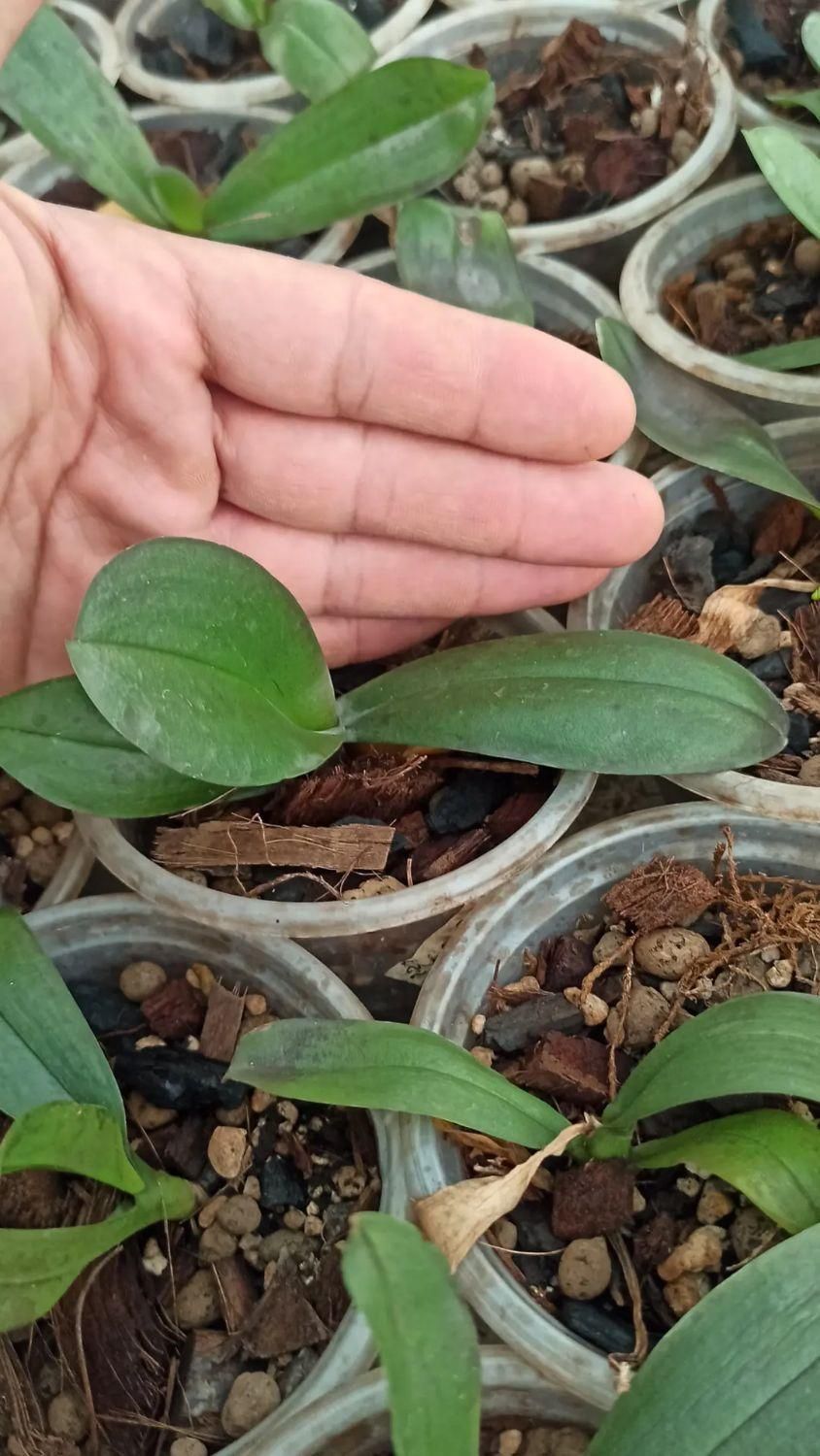 نشا ارکیده فالانوپسیس کشت بافت|گل و گیاه طبیعی|تهران, شهرک چیتگر|دیوار