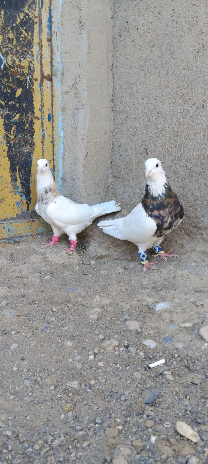 طوقی|پرنده|مشهد, ده دی|دیوار