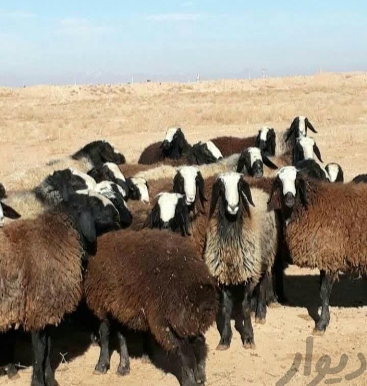 فروش بره نر جوان گوسفند چاق قربانی باقصابی|حیوانات مزرعه|قم, امامزاده ابراهیم|دیوار